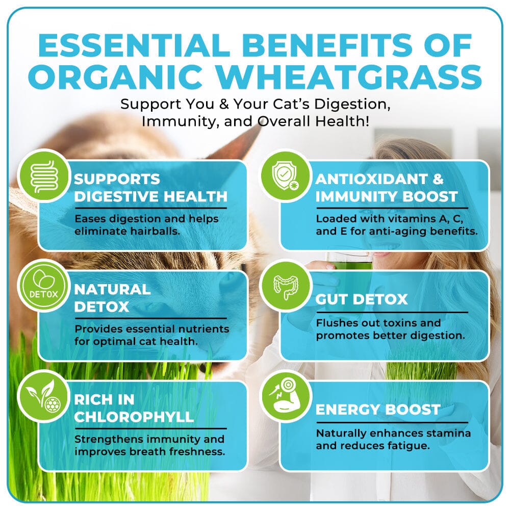 GFOUK™ Organic Wheatgrass Seeds | Non GMO | Grown in USA 🐱 from Our Farm to Your Table