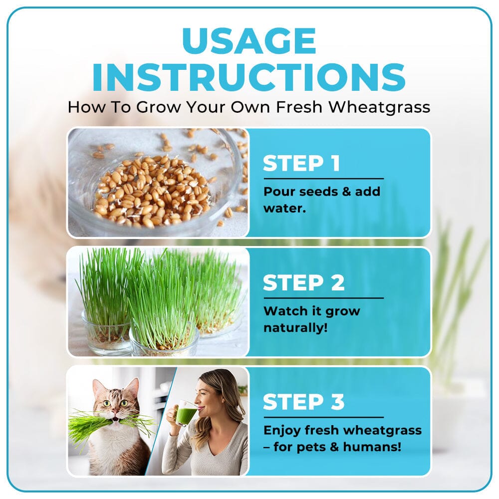 GFOUK™ Organic Wheatgrass Seeds | Non GMO | Grown in USA 🐱 from Our Farm to Your Table