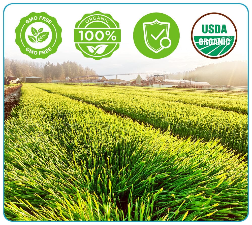 GFOUK™ Organic Wheatgrass Seeds | Non GMO | Grown in USA 🐱 from Our Farm to Your Table
