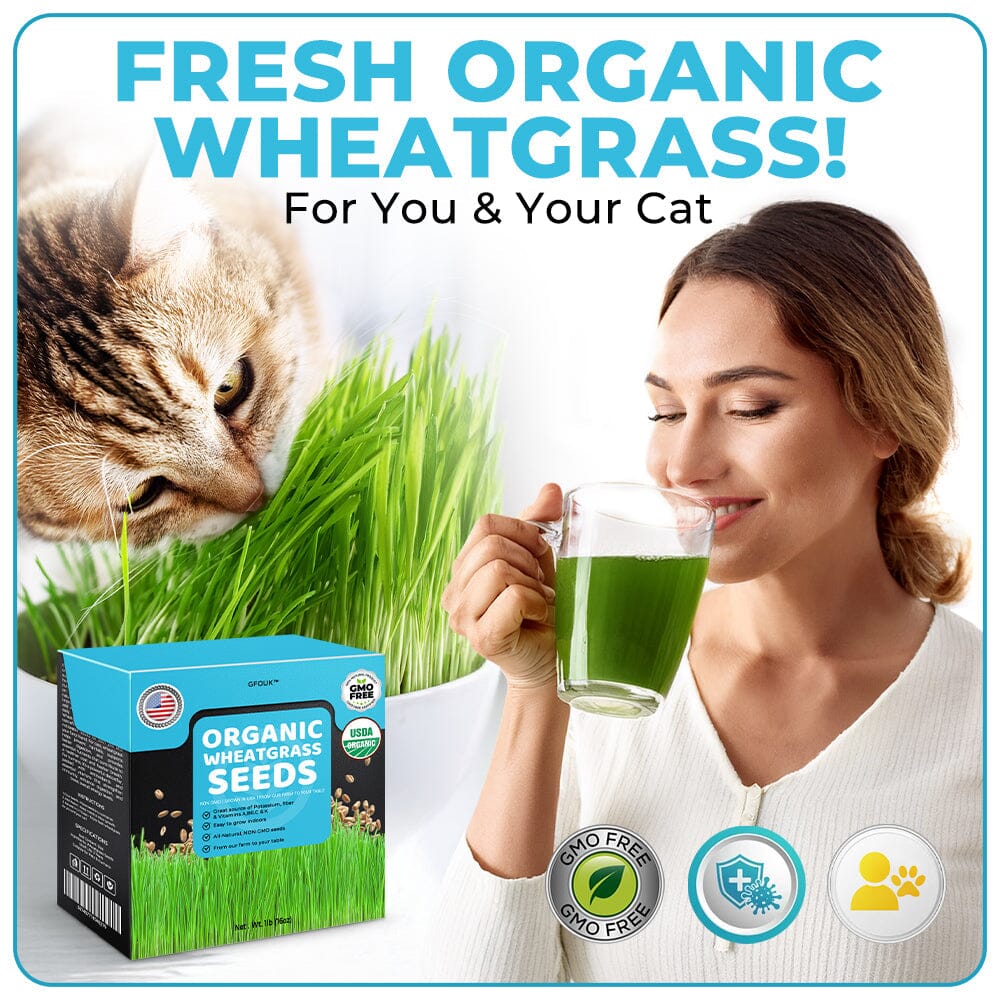 GFOUK™ Organic Wheatgrass Seeds | Non GMO | Grown in USA 🐱 from Our Farm to Your Table