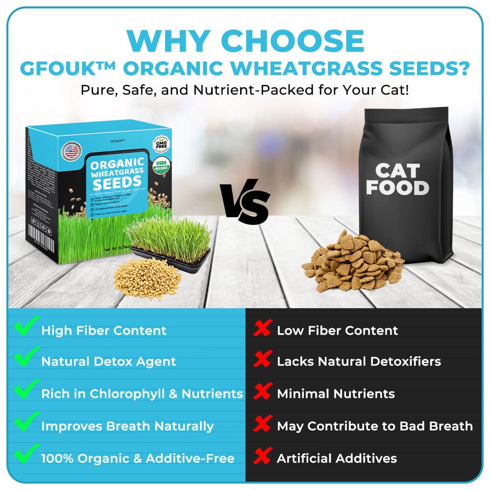 GFOUK™ Organic Wheatgrass Seeds | Non GMO | Grown in USA 🐱 from Our Farm to Your Table